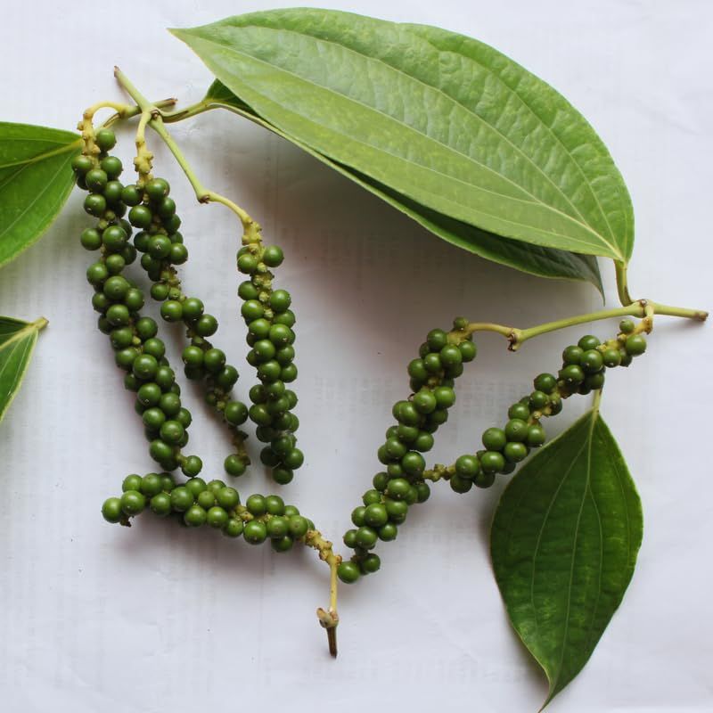 Hương Tiêu Xanh