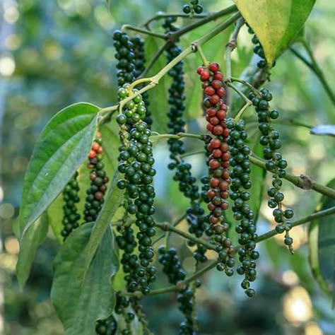 media_image1